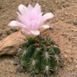 Gymnocalycium horridispinum mercedesense JL-057.jpg